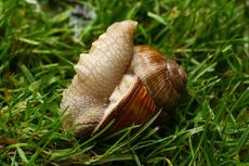 Weinbergschnecke 031.jpg